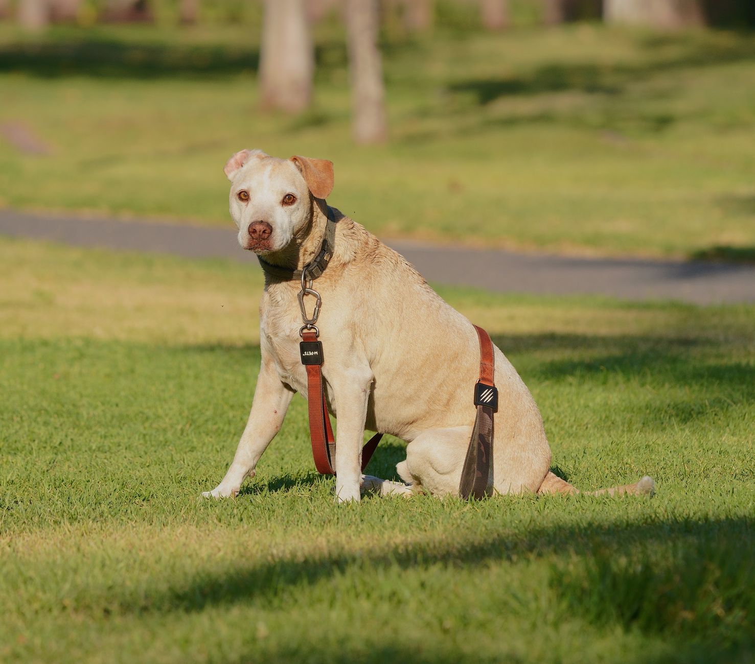 Bolsas para mascotas con dispensador: cómo funcionan