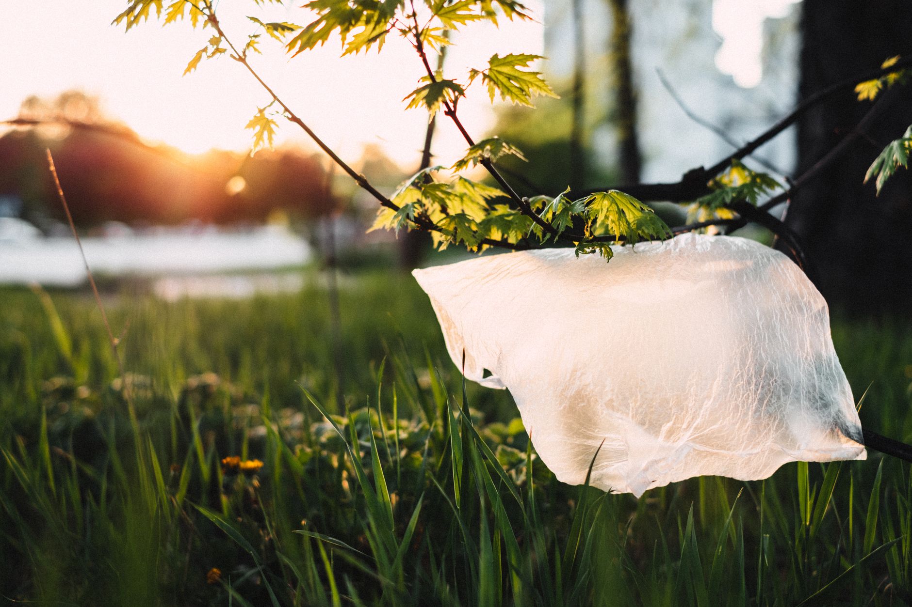 Bolsas de plástico reciclables vs biodegradables vs oxodegradables: diferencias